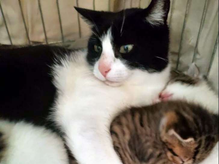 Chatte noir et blanc à adopter