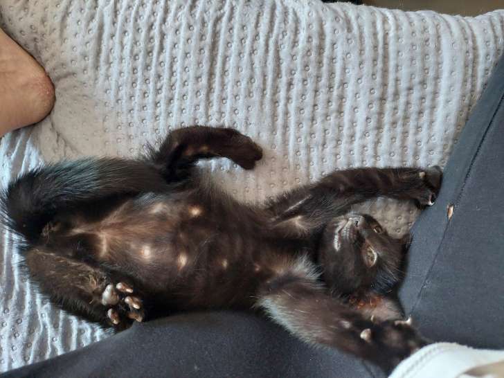Chatonne de 2 mois à adopter