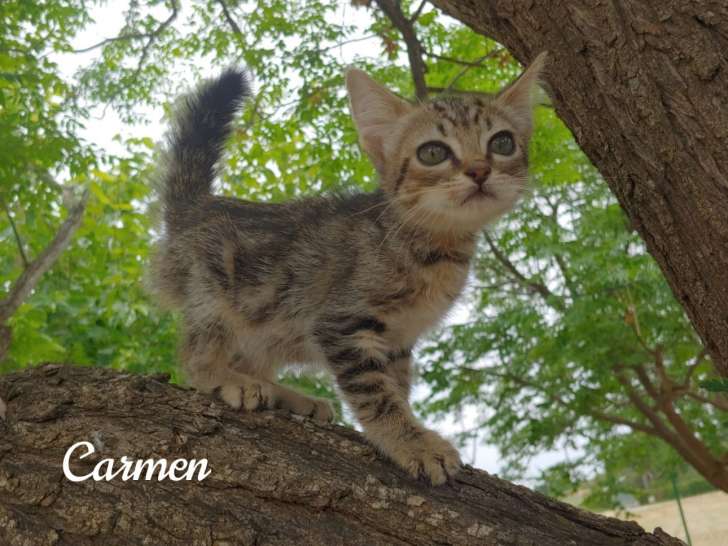 Chatonne de 2 mois à donner