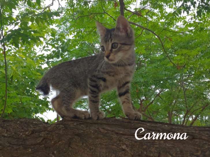 Chaton de 2 mois à adopter