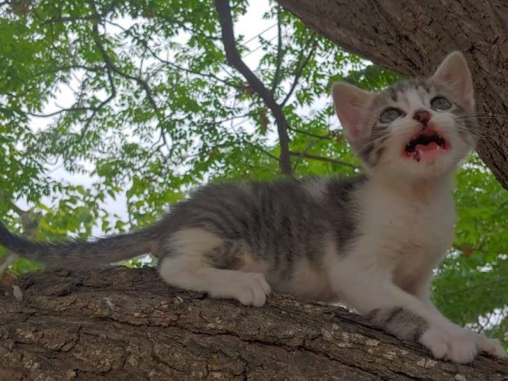 Chatonne de 2 mois à donner