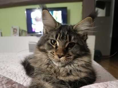 Chaton Maine Coon, Ubert, mâle disponible en Centre-Val de Loire, 45 -  Loiret. Toutes les portees, les chatons de race, les eleveurs et chats de  race sont sur .