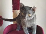 Chaton mâle Korat à vendre