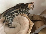 Chatons Bengal de pure race, sépia seal, à vendre