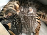 Chatons Bengal de pure race, sépia seal, à vendre