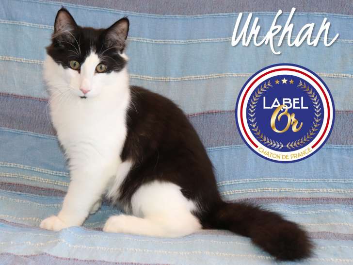 1 magnifique chaton mâle Norvégiens LOOF disponible immédiatement