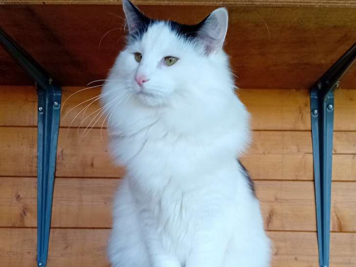 Chaton Norvégien