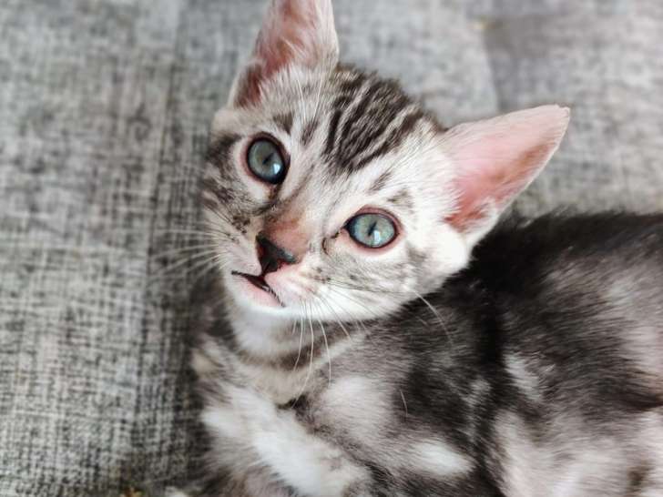 Chatons Bengal femelle LOOF à vendre