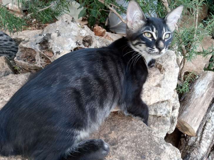 Eliot. Mâle bengal croisé savannah longhair black silver charcoal spotted