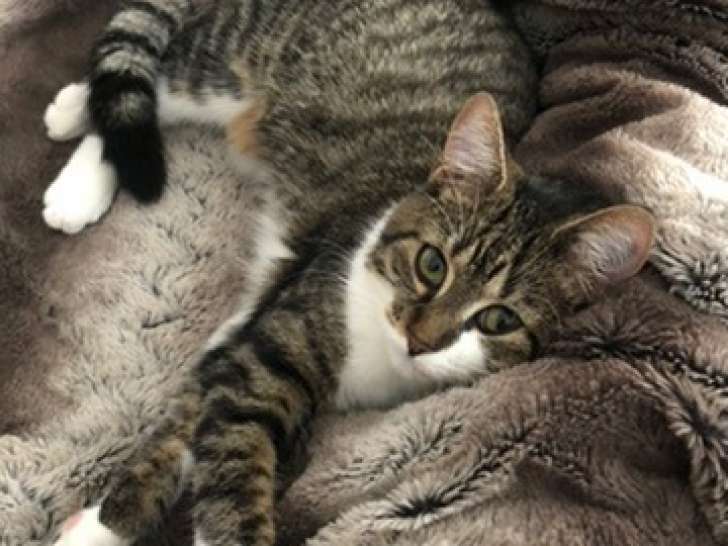 Recherche chat mâle pour saillie avec chatte européenne