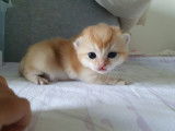 Chatons British Shorthair disponibles