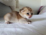 Chatons British Shorthair disponibles