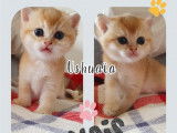 Chatons British Shorthair disponibles