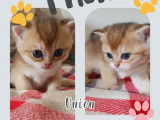 Chatons British Shorthair disponibles