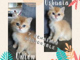 Chatons British Shorthair disponibles