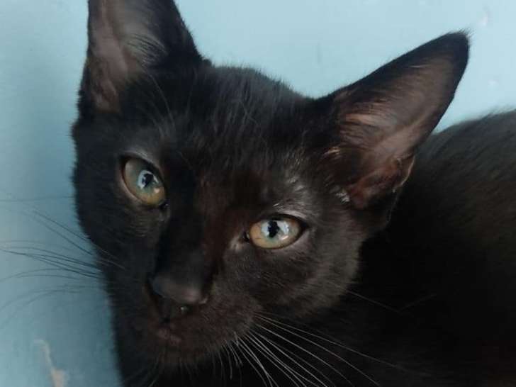 Nala (Réservée)