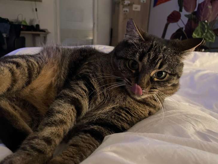 Sally, chatte à adopter