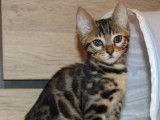 Chaton Bengal femelle à vendre