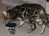 Chaton Bengal femelle à vendre