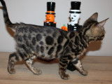 Chaton Bengal femelle à vendre
