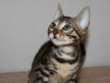 Chaton Bengal femelle à vendre