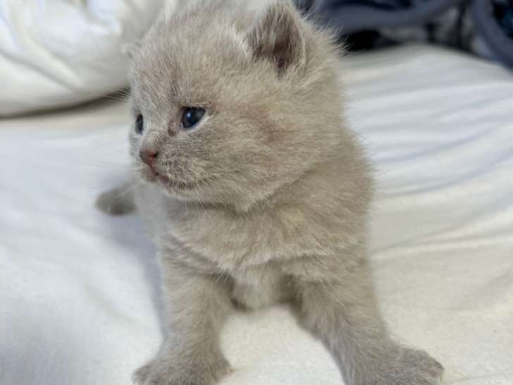 Chaton British  de 8 semaine