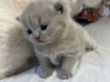 Chaton British  de 8 semaine
