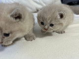 Chaton British  de 8 semaine