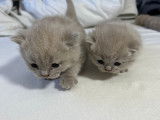 Chaton British  de 8 semaine
