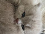 Chaton British  de 8 semaine