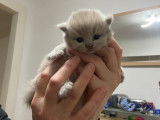 Chaton British  de 8 semaine