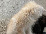 2 chatons Maine Coons LOOF disponibles &agrave; la vente