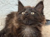 2 chatons Maine Coons LOOF disponibles &agrave; la vente