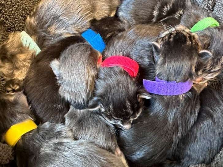 8 chatons Maine Coons LOOF, à réserver
