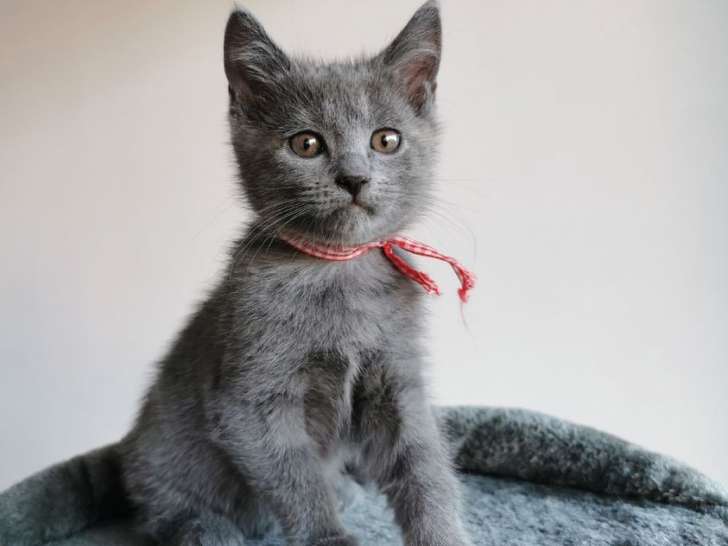 2 chatons Chartreux LOOF à réserver
