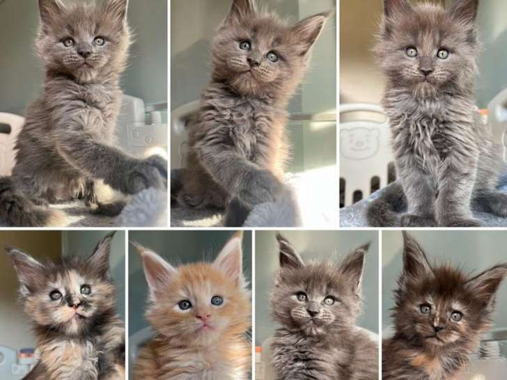 7 chatons Maine Coons LOOF disponibles à la réservation