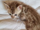 À réserver : trois chatons Bengals LOOF
