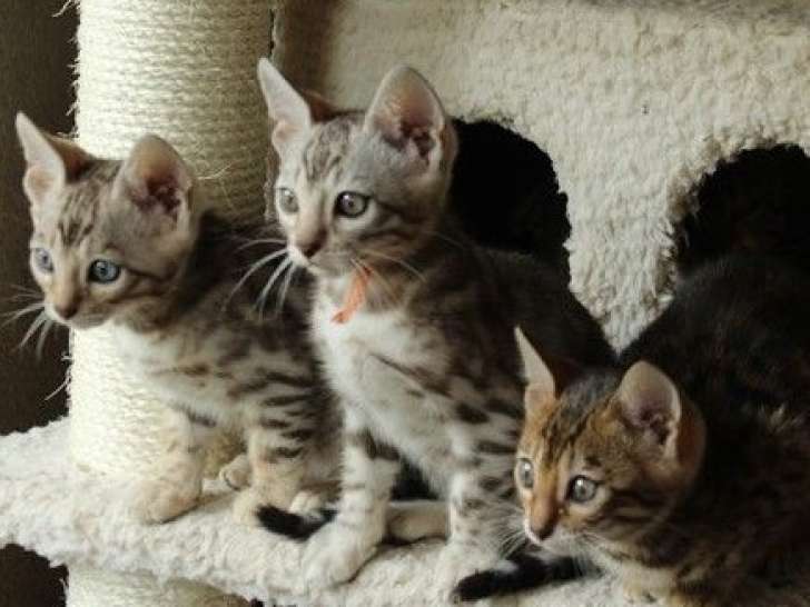 À vendre : trois chatons Bengals LOOF