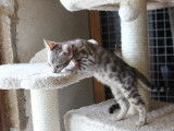 À vendre : trois chatons Bengals LOOF