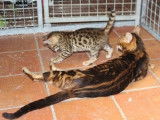 À vendre : trois chatons Bengals LOOF