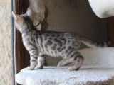 À vendre : trois chatons Bengals LOOF