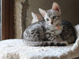 À vendre : trois chatons Bengals LOOF