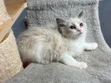 Trois chatons Ragdolls LOOF disponibles &agrave; la vente