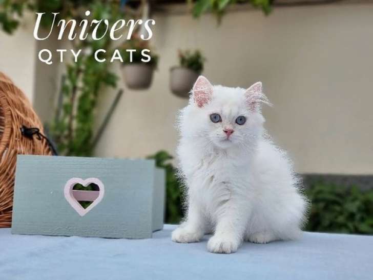 Trois chatons Scottish disponibles à la vente (LOOF)