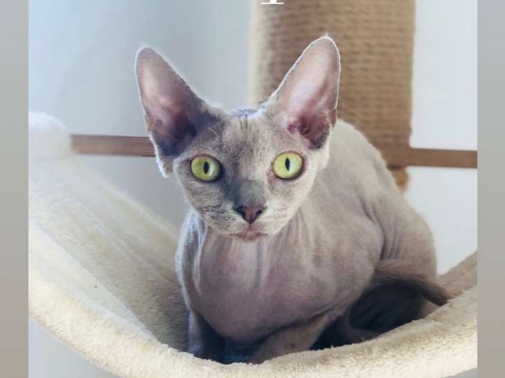 Femelle Devon Rex coleur FAWN