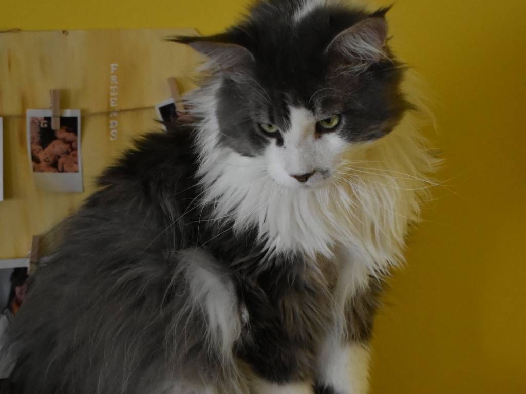 Mâle Maine Coon blue silver blotched tabby et blanc pour saillie