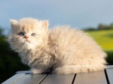 Chatons British Longhairs LOOF &agrave; vendre