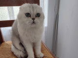 Mâle Scottish Fold disponible pour saillie