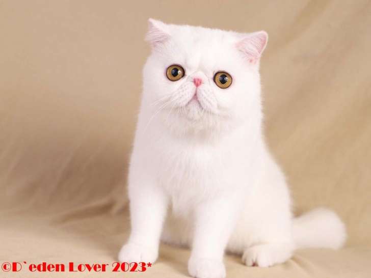 Un chaton Persan blanc LOOF à vendre
