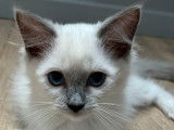 Trois chatons Ragdolls LOOF disponibles à la vente